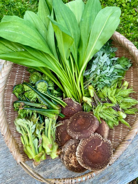 Sado Island Mountain Vegetable Workshop: Forage & Feast with Us!
