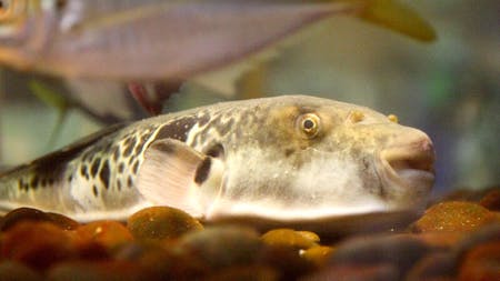 The Ultimate Fugu (Blowfish) Experience: Witness Japan’s Hidden Culinary Art Live!