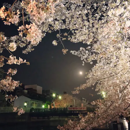 "This is a private class for 3 to 4 people. Please book with your friends or family." Master the Art of Sakura-Inspired Japanese Cooking with a Washoku Master Chef in Tokyo.