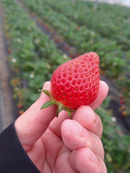 Limited-time strawberry jam making
