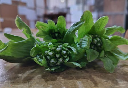 Spring-only wild vegetable set meal