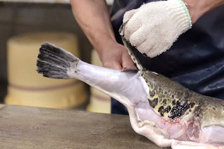 Ultimate Licensed Fugu Omakase by 40-Year Master: Private Counter in Osaka Umeda, closed by Kyoto
